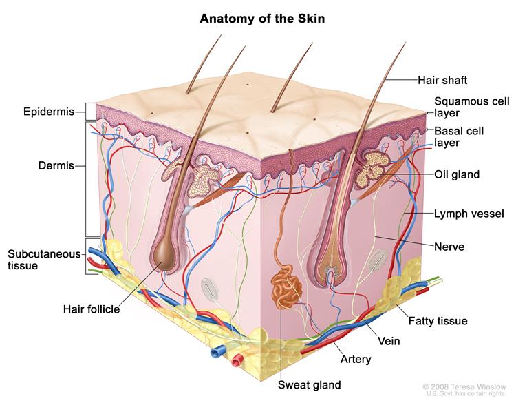 anatomy of skin