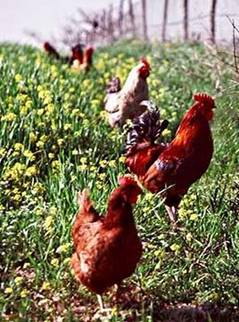 chickens strutting about on pasture