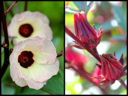 hibiscus flowers