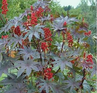 castor bean plant