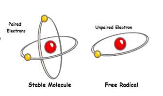 stable molecule and free radical