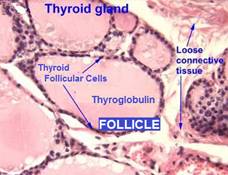 thyroid follicle