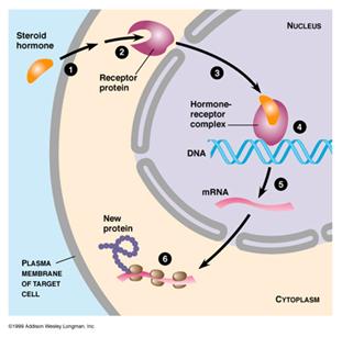 Steroid hormones bind to intracellular receptors