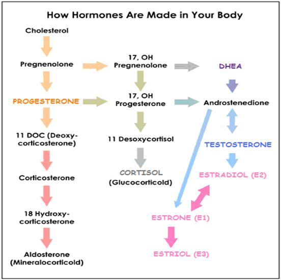 Hormone Production Chart