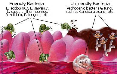 friendly vs. unfriendly bacteria in body