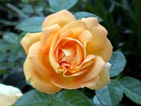 orange rose