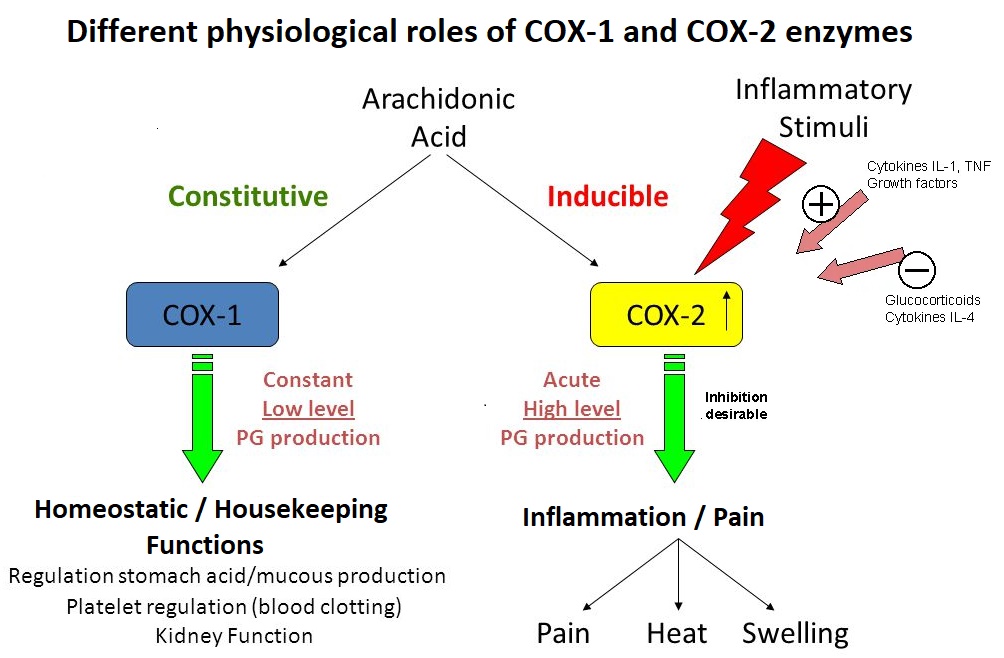 different cox 1 and 2 roles