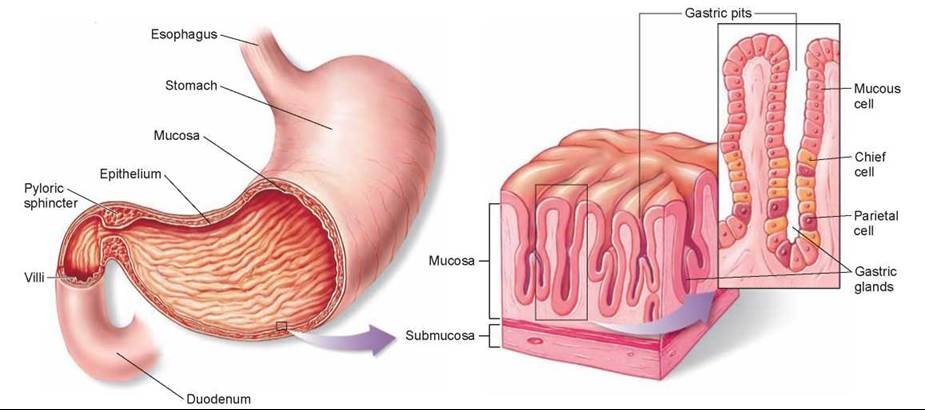 gastric mucosa