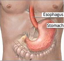 stomach and esophagus