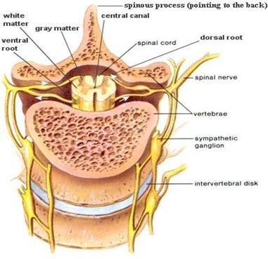 Spinal cross-section of showing PNS nerves