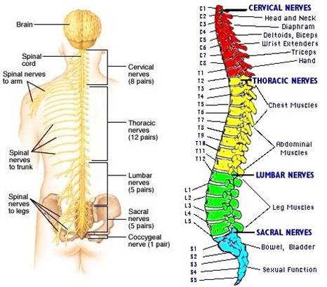 PNS nerves to specific body areas