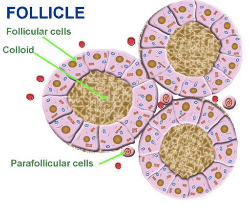 follicular cells