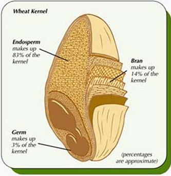 wheat kernel anatomy