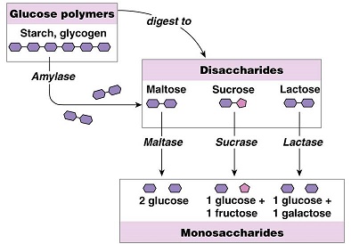 glucose , starch, glycogenm digestion