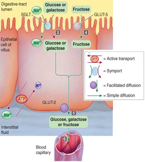 glucose, galactose, fructose absorption