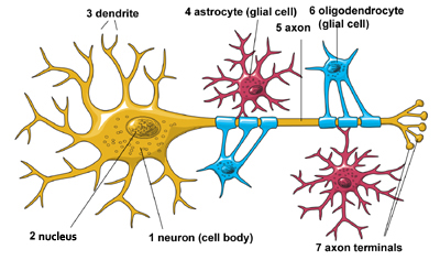 neuron and glial cells