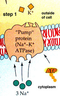 Sodium / potassium pump