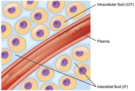 intracellular and interstial fluid