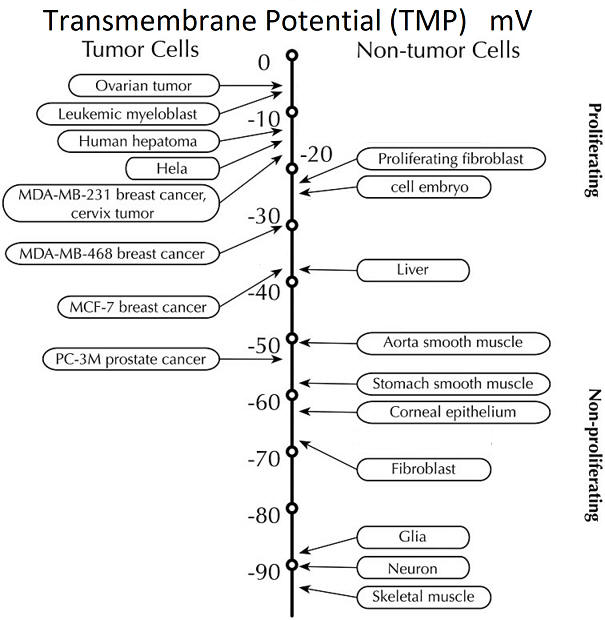 transmembrane potential of different cancer cells