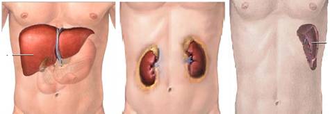 location of liver, kidneys, spleen