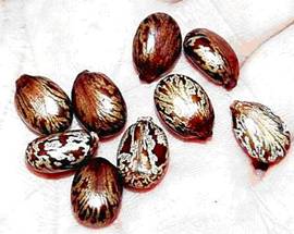 castor beans