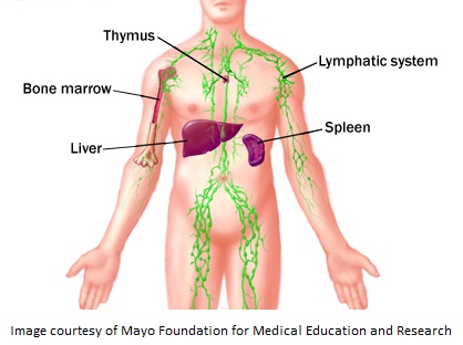 body locations of thymus, spleen, liver, lymphatics