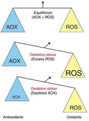 balance between AOX and ROS