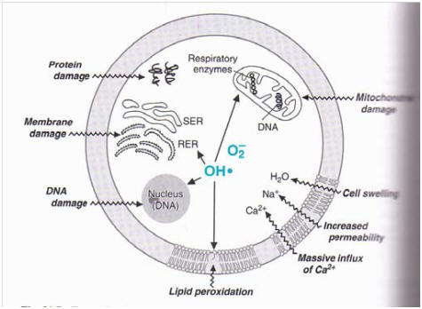 lipid peroxidation