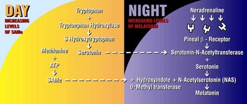 day and night melatonin conversion pathways
