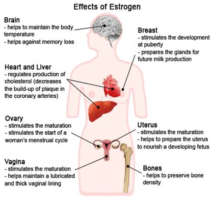 effects of estrogen