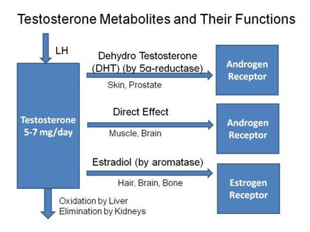 Description: metabolitestestosterone