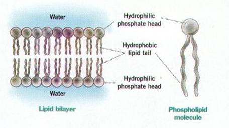 lipid bilayer of cell membrane