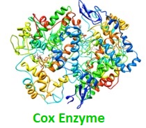 cox enzyme