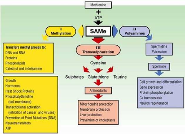 SAMe molecule and its conversion pathways 