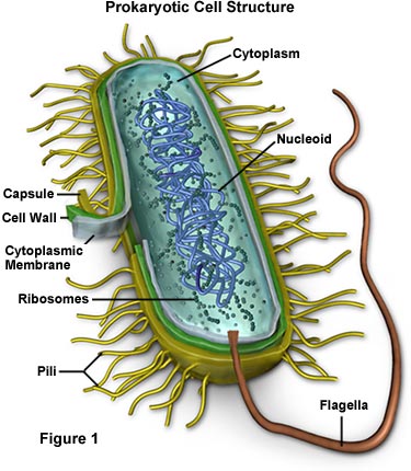 prokaryotic cell structure